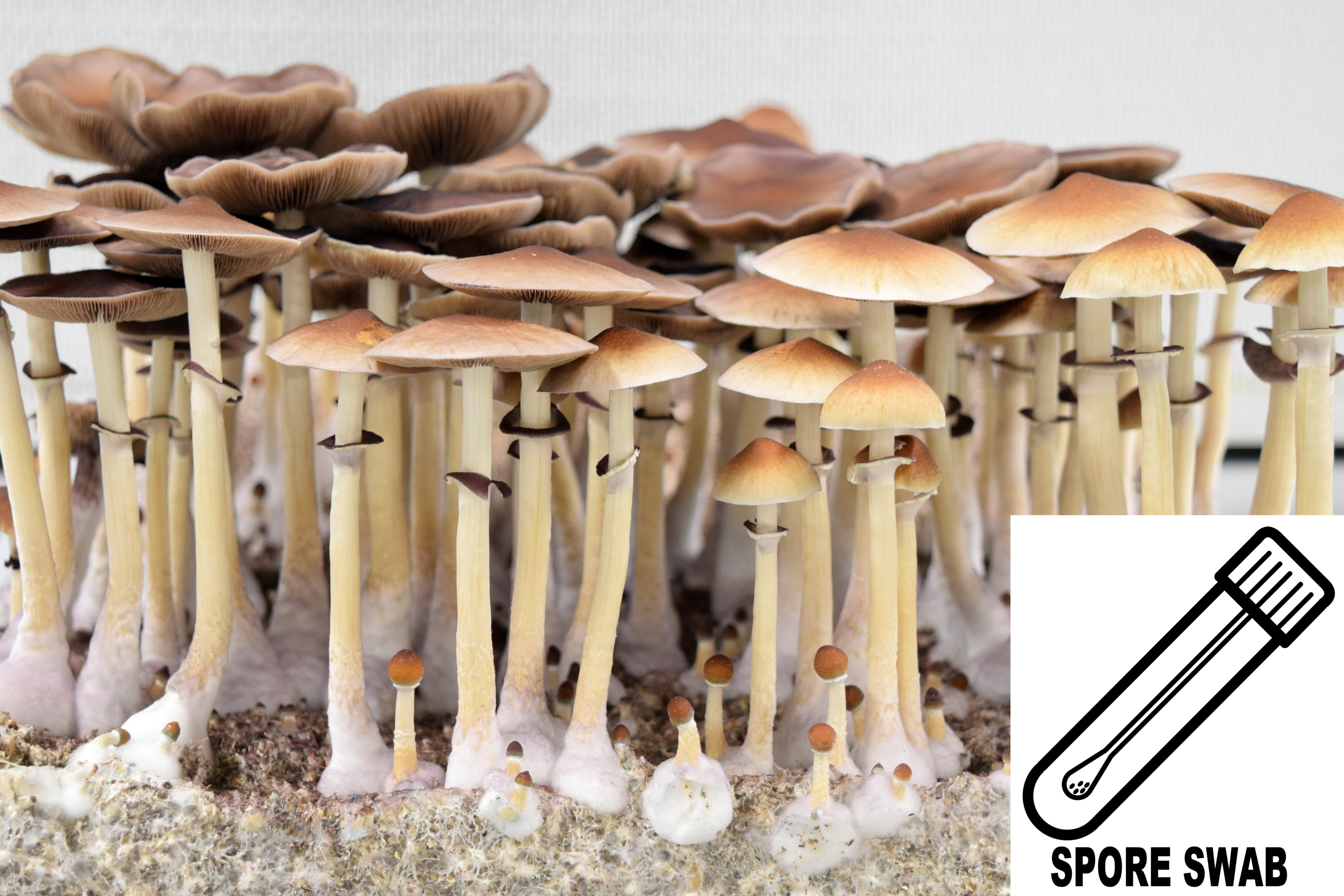 Psilocybe cubensis : B+ Strain Spore Swab